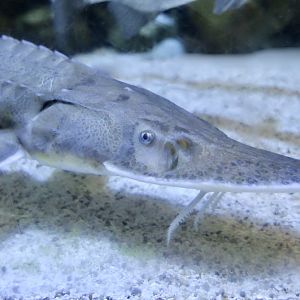 Shovelnose Sturgeon (Scaphirhynchus platorhynchus)