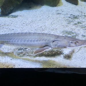 Shovelnose Sturgeon (Scaphirhynchus platorhynchus)