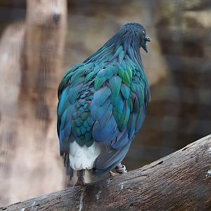 Nicobar pigeon (Caloenas nicobarica), 2022-07-16