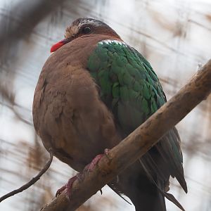Grey-capped emerald dove (Chalcophaps indica), 2022-07-16