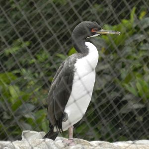 Guanay cormorant - Parque de Las Leyendas
