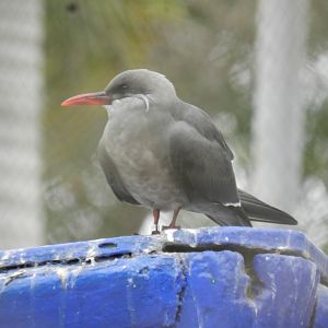 Inca tern - Parque de Las Leyendas