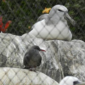 Albatross and inca tern - Parque de Las Leyendas