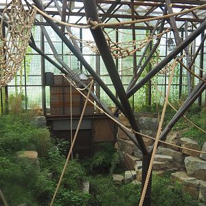 Northern white-cheeked gibbon indoor exhibit, 2022-07-16