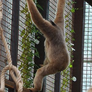 Northern white-cheeked gibbon (Nomascus leucogenys), 2022-07-16