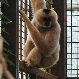 Northern white-cheeked gibbon (Nomascus leucogenys), 2022-07-16