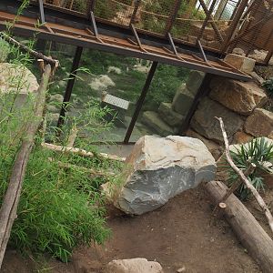 Lower viewing for Sumatran orangutan family group indoor exhibit, 2022-07-16