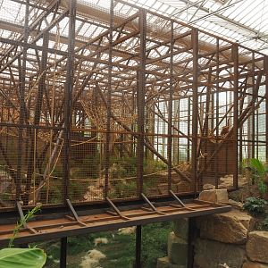 Sumatran orangutan family group indoor exhibit, 2022-07-16