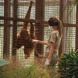 Keeper with Sumatran orangutan (Pongo abelii), 2022-07-16