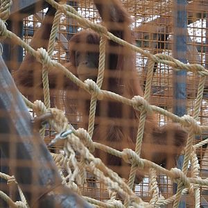 Sumatran orangutan (Pongo abelii), 2022-07-16