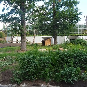 Future red panda exhibit (currently only housing Reeves's muntjacs), 2022-07-16