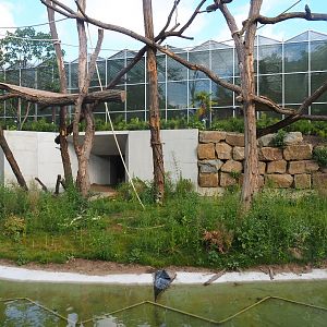 First Northern white-cheeked gibbon island, 2022-07-16