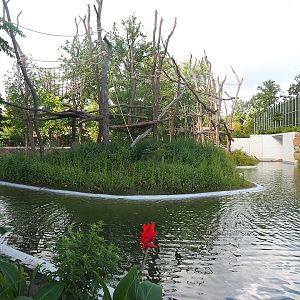 Second Northern white-cheeked gibbon island, 2022-07-16
