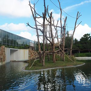 Island for two older female and a young male Sumatran orangutan, 2022-07-16