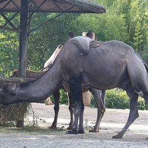 Bactrian camel (Camelus bactrianus), 2022-07-16