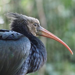 Juvenile Waldrapp (Geronticus eremita), 2022-07-16
