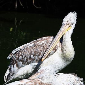 Dalmatian pelican (Pelecanus crispus), 2022-07-16