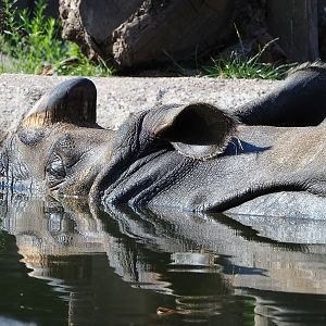 Indian rhinoceros (Rhinoceros unicornis) Gujarat in pool, 2022-07-16