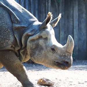 Indian rhinoceros (Rhinoceros unicornis) Karamat, 2022-07-16