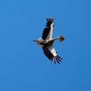 European white stork (Ciconia ciconia ciconia) in flight with nesting material, 2022-07-16