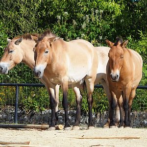 Przewalski's horses (Equus ferus przewalskii), 2022-07-16