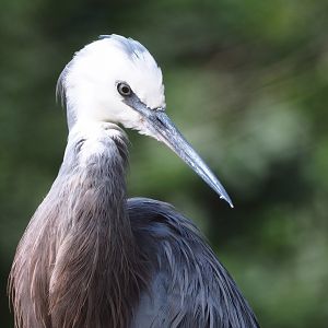 White-faced heron (Egretta novaehollandiae), 2022-07-16
