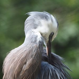 White-faced heron (Egretta novaehollandiae), 2022-07-16
