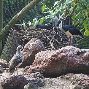 Bush stone-curlew (Burhinus grallarius) and Straw-necked ibises (Threskiornis spinicollis), 2022-07-16