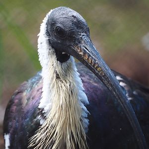 Straw-necked ibis (Threskiornis spinicollis), 2022-07-16