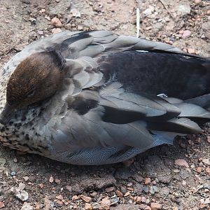 Australian maned wood duck (Chenonetta jubata), 2022-07-16