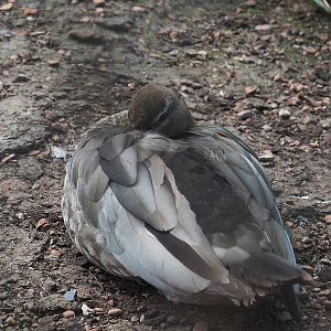 Australian maned wood duck (Chenonetta jubata), 2022-07-16