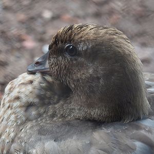 Australian maned wood duck (Chenonetta jubata), 2022-07-16