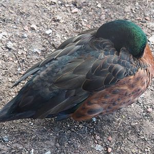 Chestnut teal (Anas castanea), 2022-07-16