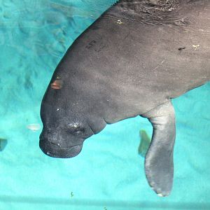 Manatee Rehabilitation Center - Florida Manatee