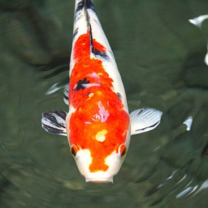 St. Augustine Atrium - Koi/Amur Carp