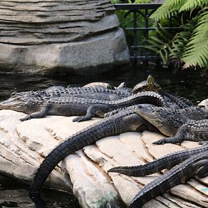 St. Augustine Atrium - American Alligators, Florida Red-bellied Cooter, Red-eared Sliders