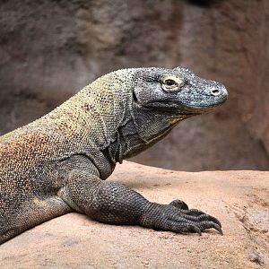 Asia - Maharajah Jungle Trek - Komodo Dragon