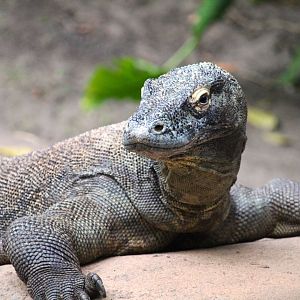Asia - Maharajah Jungle Trek - Komodo Dragon