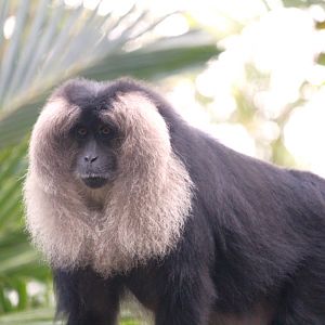 Asia - Maharajah Jungle Trek - Lion-tailed Macaque