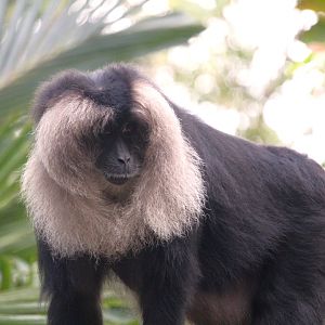 Asia - Maharajah Jungle Trek - Lion-tailed Macaque