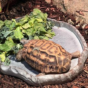Flat-tailed spider tortoise