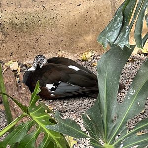 White-winged wood duck