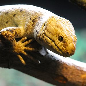 Asia - Maharajah Jungle Trek - Solomon Islands Skink