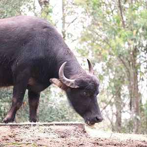 Asia - Maharajah Jungle Trek - Water Buffalo