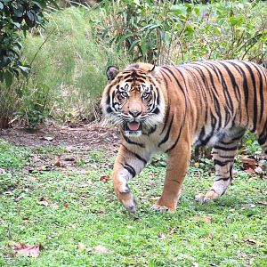 Asia - Maharajah Jungle Trek - Sunda Island Tiger