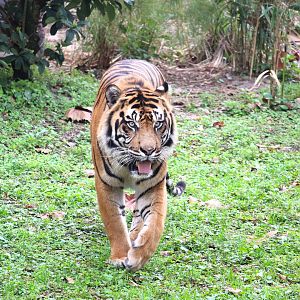 Asia - Maharajah Jungle Trek - Sunda Island Tiger