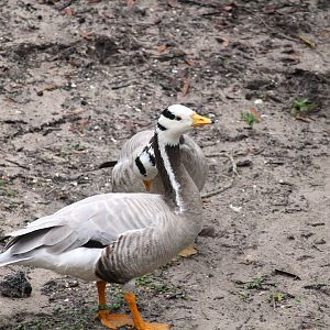 Asia - Maharajah Jungle Trek - Bar-headed Geese