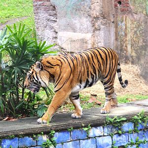 Asia - Maharajah Jungle Trek - Sunda Island Tiger