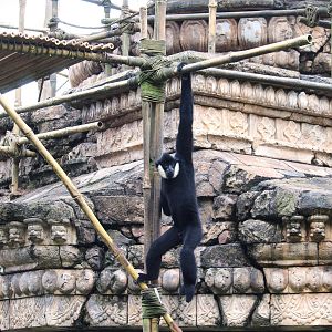 Asia - Kali River - Northern White-cheeked Gibbon
