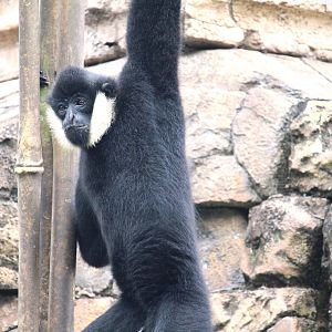 Asia - Kali River - Northern White-cheeked Gibbon